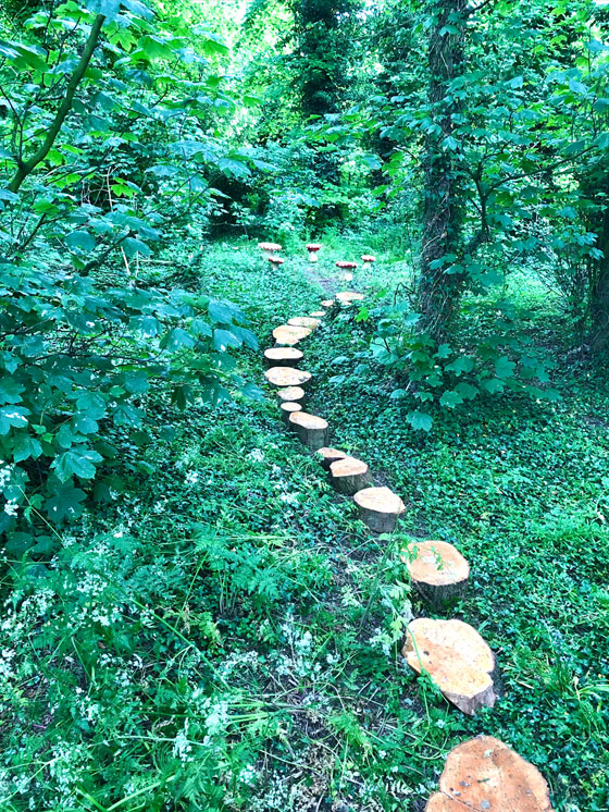 Tree Stump Walk
